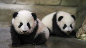 ABD-Çin arasında yeni dönem: PANDA DİPLOMASİSİ! Ne anlama geliyor? İsimleri bile tesadüf değil