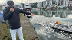 Palamut bolluğu kabusa döndü! Vatandaşlar isyan etti: Evimizde yatamıyoruz
