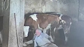 İneğini sevmek isterken hastanelik oluyordu! Beklenmedik tekmeyle neye uğradığını şaşırdı: "Bu bana büyük bir ders oldu"
