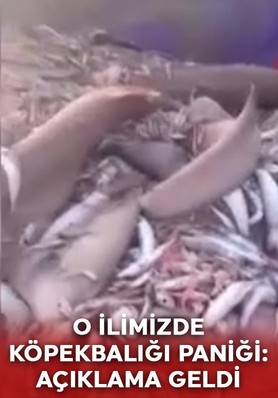 Bir ilde köpek balığı paniği! Valilikten açıklama geldi