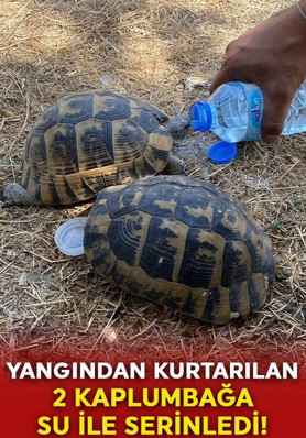 Yangından kurtarılan kaplumbağalar suyla serinledi: O anlar cep telefonuyla görüntülendi