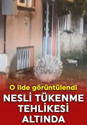 Nesli tükenme tehlikesi altında! O ilde görüntülendi