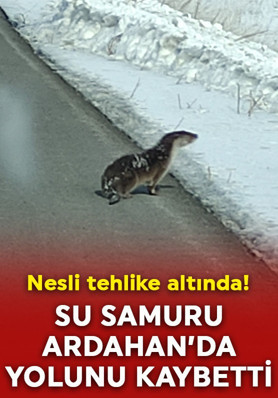 Nesli tehlike altında! Su samuru Ardahan'da yolunu kaybetti