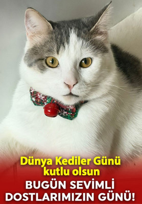 Bugün sevimli dostlarımızın günü! Dünya Kediler Günü kutlu olsun