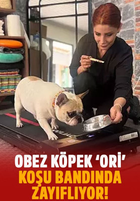 Obez köpek "Ori" koşu bandında zayıflıyor! 18 kilodan 16,5 kiloya düştü