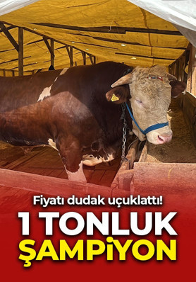 1 tonluk kurbanlık boğa "Şampiyon" şoke etti: Fiyatı dudak uçuklattı
