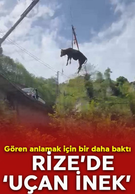 Gören ne olduğunu anlamak için bir daha baktı!  Gökyüzünde uçan inek!