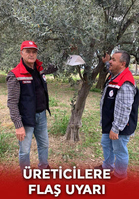 Zeytin üreticilerine kritik uyarı