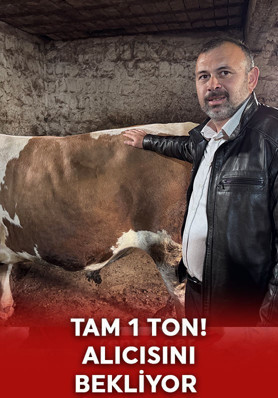 Tam 1  ton! Alıcısını bekliyor