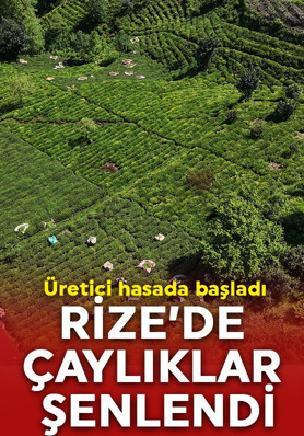 Rize'de çaylıklar şenlendi! Çay hasadı başladı, üretici bahçeye indi