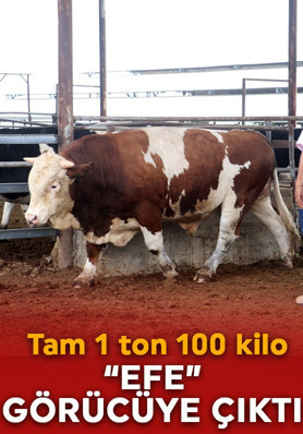 Kurban pazarının devi! 1 tonluk "Efe" 500 bin liraya satışta