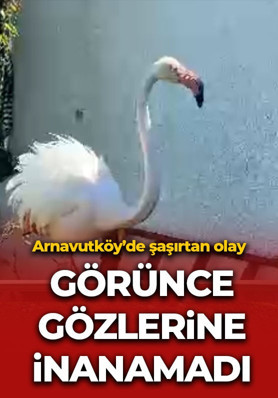 Arnavutköy'de şaşkına çeviren olay: Kanadı kırık flamingo bulundu