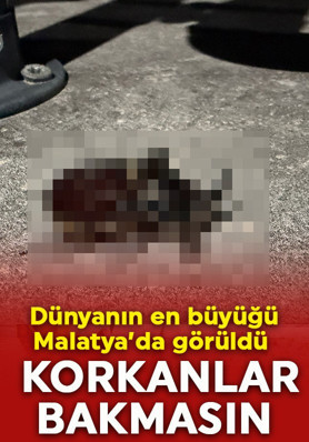 Korkanlar bakmasın! Dünyanın en güçlüsü Malatya'da görüldü! 'İlk kez karşılaştım'