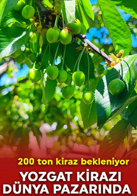 Yozgat’ın kirazı dünyaya açılıyor! 10 bin 832 ağaçtan 200 ton kiraz bekleniyor
