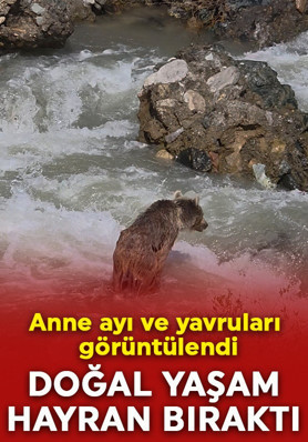 Anne ayı ve yavruları görüntülendi: Doğal yaşam hayran bıraktı