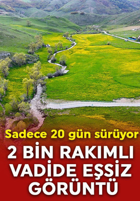 Sadece 20 gün sürüyor: 2 bin rakımlı vadide eşsiz görüntü