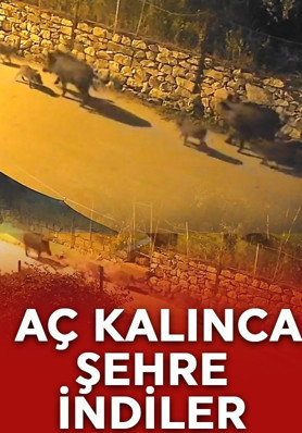 Aç kalınca şehir merkezine indiler! Görenler kaçacak yer aradı