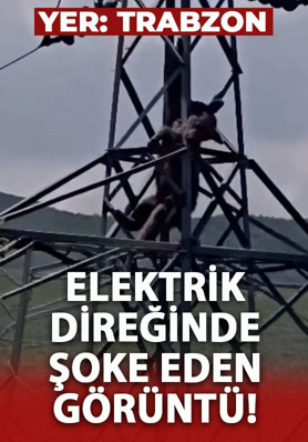 Yer: Trabzon! Elektrik direğindeki ayı görenleri şaşkına çevirdi
