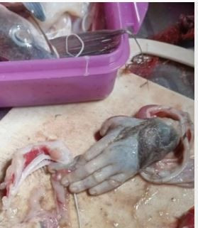 Balıkçının tuttuğu balığın içinden çıkanı görenler dehşete düştü - Resim: 3