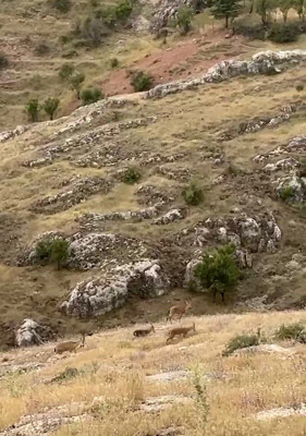 Elazığ'da dağda sürü halde görüldüler. Onlara dokunan 250.000'i bile değil 3 ay ile 6 ay özgürlüğü gözden çıkarsın - Resim: 1