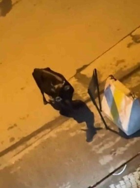 Elazığ'da 3 günden bu yana aynı yerde 1 adım bile kıpırdamadan bekliyor. 3 gündür aynı yere bakan hayvan merak konusu oldu - Resim: 1