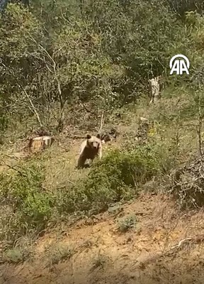 Bilecik'te tarlasına doğru giden köylü vatandaşın bir anda karşısına çıktı. Şimdilik 1 taneydi. Yakında Türkiye'de 2000'lercesi çıkacak - Resim: 1