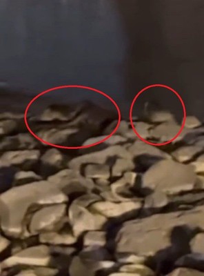 Nesli tükenen hayvan giderek yok oluyordu. Diyarbakır'da 1,2,3 tanesi peş peşe ortaya çıktı - Resim: 1
