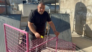 Mersin'de 1 aydan bu yana 1 tane hayvan damlarda gezip herkesi canından bezdirdi. Yakalamak için kafes kuruldu