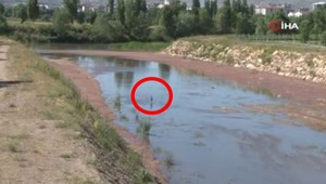 Sivas'ta doğada 1 tane ile ortaya çıkan hayvan büyük heyecan yarattı. Artık 1 tanesini bile görmek imkansız
