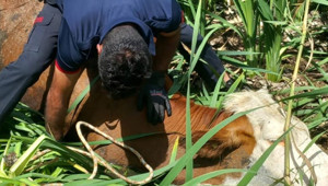 Son Dakika: Bataklığa saplanan 2 büyükbaş kurtarıldı