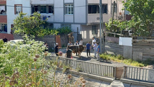 Son Dakika: İstanbul'da kaçak kurban kesenler affedilmedi!