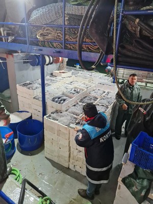 Kastamonu'da tam 2 milyon 965 bin tanesi teker teker toplanarak karaya çıkarıldı. Yakın bir zamanda daha da fazlası çıkarılacak - Resim: 1