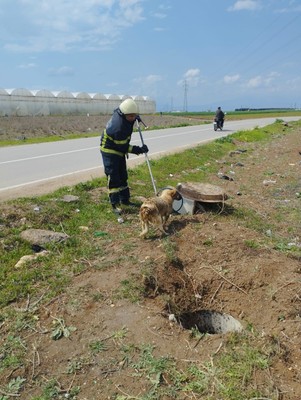 Hatay'da 1 tane kuyudan acı acı hayvan inleme sesleri geliyordu. Resmi ekipler acilen kuyunun olduğu yere giderek içine baktı - Resim: 1