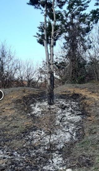 Bolu'da 100'lerce koyununu otlatan çoban, orman içerisinde felaket bir detay fark etti. Acilen koyunları bırakıp üzerine doğru gitti - Resim: 2