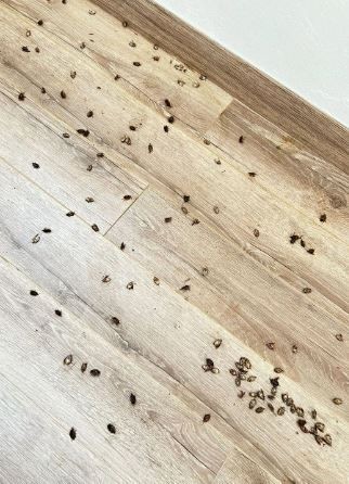 Samsun'da 300.000 tanesi bir anda çoğalmaya başlamıştı.... 300.000 tane hayvanı ortadan teker teker kaldırmak adına büyük bir adım - Resim: 3