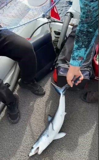 Hatay'da amatör balıkçı denize oltasını atınca ucuna takılan hayvana inanamadı. 1 tane gelmişti sadece arkadaşları inanmaz diye hemen fotoğrafını çekti - Resim: 4