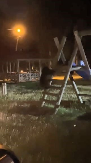 Artvin’de ormanın meraklıları kaydırağa tırmandı saniyeler içinde aşağı kaydı. O  anlar sosyal medyada büyük ilgi gördü - Resim: 1