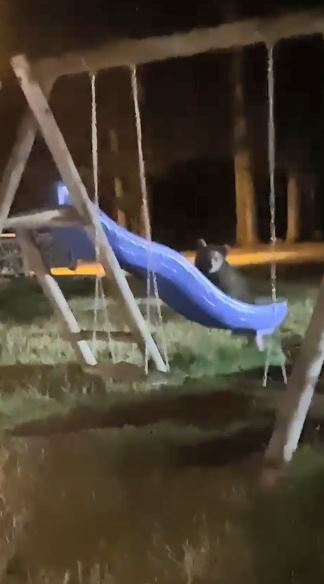 Artvin’de ormanın meraklıları kaydırağa tırmandı saniyeler içinde aşağı kaydı. O  anlar sosyal medyada büyük ilgi gördü - Resim: 2