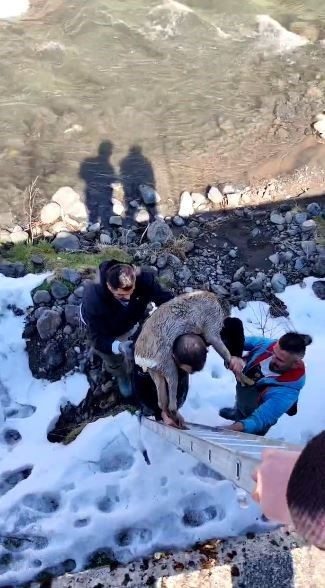 Artvin'de dereye düşen nadir canlıyı kurtarmak için seferber oldular. Uzun süren çalışma sonunda hayvanı omzuna alıp oradan çıkardı - Resim : 1