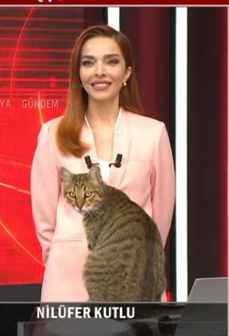 Kediler şehri İstanbul! Yabancı turistler navigasyonla kedi arıyor! tv100'ün kedisi Mecnun canlı yayında! - Resim : 3