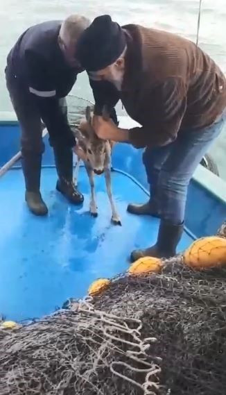Artvin'de -4 derecelik  dondurucu soğukta kar yüzünden aç kalan yırtıcı hayvan yiyecek aramaya çıktı. Balıkçılar denizin içinde çırpındığını görünce şaştı kaldı - Resim: 2