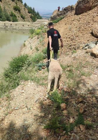 Isparta’da doğada uçurum kenarında 1 tane koyunu gördü. Vatandaş 5 saat sonra yine bölgeden geçtiğinde 1 tane koyun orada duruyordu - Resim: 3