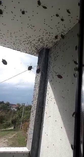 Sakarya’da kabus geri döndü! 1000'lercesi aynı anda tüm binayı sardı - Resim: 4