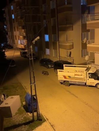 Sivas'ta bir ilçenin kabusu oldu! Gündüz arazide gece ise sokaklarda - Resim: 3