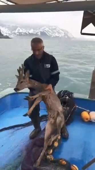 Artvin'de -4 derecelik  dondurucu soğukta kar yüzünden aç kalan yırtıcı hayvan yiyecek aramaya çıktı. Balıkçılar denizin içinde çırpındığını görünce şaştı kaldı - Resim: 3