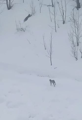 Ardahan'da karlı arazide 2'si birden ortaya çıktı. Gece avlanıp gündüz dinlenen 'ormanın hayaleti' lakaplı nadir canlılar kayda alındı - Resim: 2