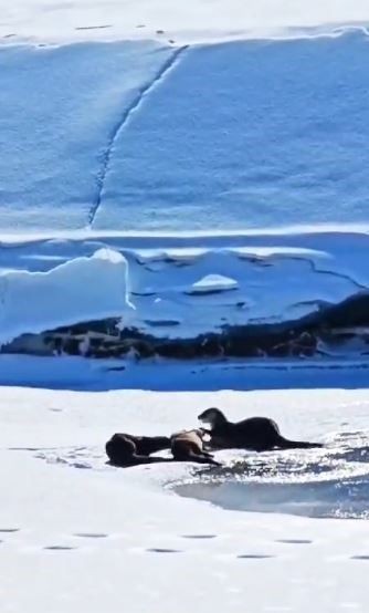 Ardahan'da 3 tane hayvan, müthiş kar manzarasının üzerinde hep birlikte ortaya çıktı. Yakın bir zamanda bir daha onları hiçbir yerde göremeyebiliriz - Resim: 1