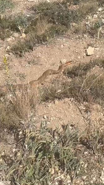 Sivas'ta 300'lerce koyununu otlatmak için araziye çıkaran çoban bir anda çalılıkların arasında 1 tanesini fark etti. Resmen gözleri yerinden fırladı - Resim: 5