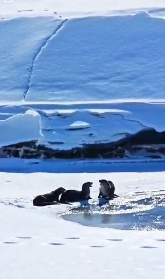 Ardahan'da 3 tane hayvan, müthiş kar manzarasının üzerinde hep birlikte ortaya çıktı. Yakın bir zamanda bir daha onları hiçbir yerde göremeyebiliriz - Resim: 2