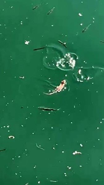 Çanakkale'de balıkçı teknelerinin demirlendiği  yerde 1 tanesi aniden suda ortaya çıktı. Kara hayvanı gözüne kestirdiği avını hedefine aldı - Resim: 1
